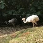 湖边上的精灵的头像-壹趣源码网