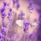 迷人味的头像-晚枫网络