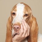 埋伏的头像-晚枫网络