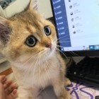 一直笑的头像-卓盛打印机网