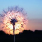 烟瘾女酒嗜男的头像-狐狸的小窝&新云工作室