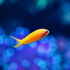 故梦旧人的头像-狐狸的小窝&新云工作室