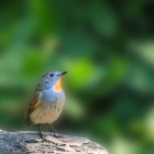 醉后清醒的漫长的头像-晚枫网络