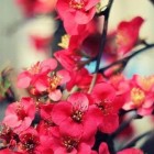 我要做个安静的美腻的头像-晚枫网络