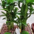 伤心也会流泪的你的头像-晚枫网络